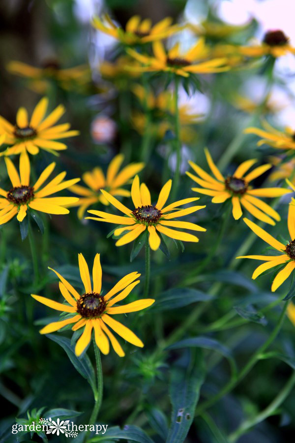 black-eyed susans