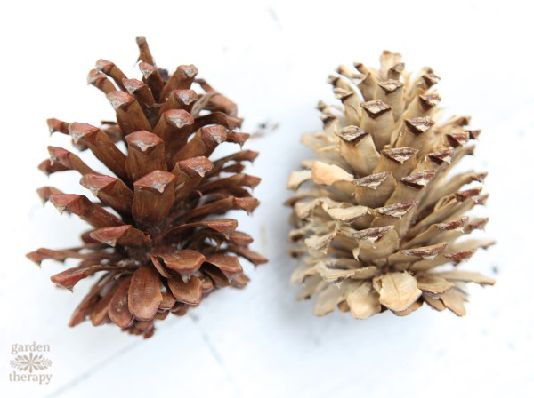 bleached vs. untreated pinecone