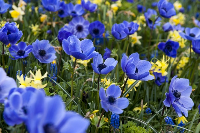 Mix spring flowering bulbs Blue Anemone - yellow-blue