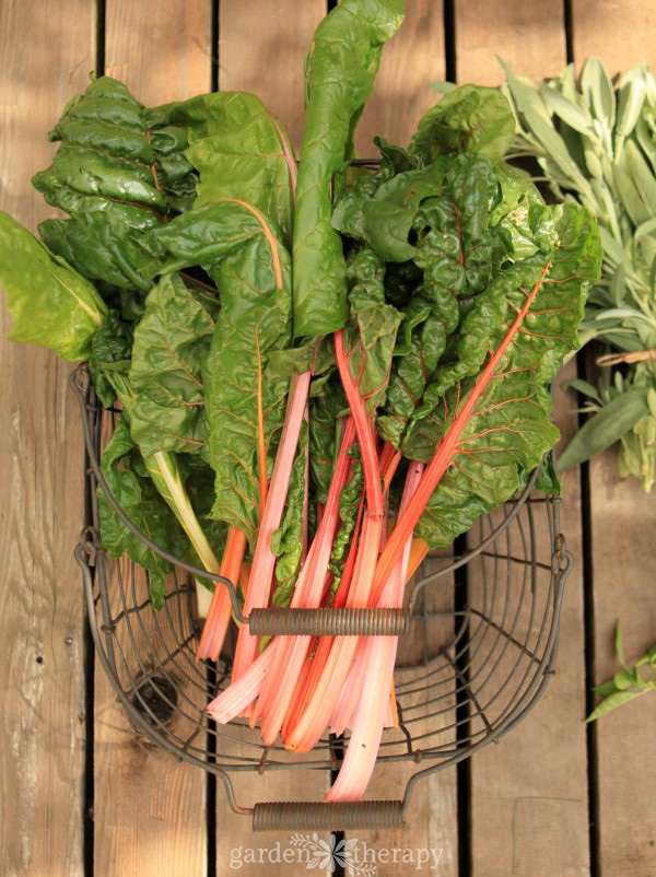 Bright Lights Swiss Chard