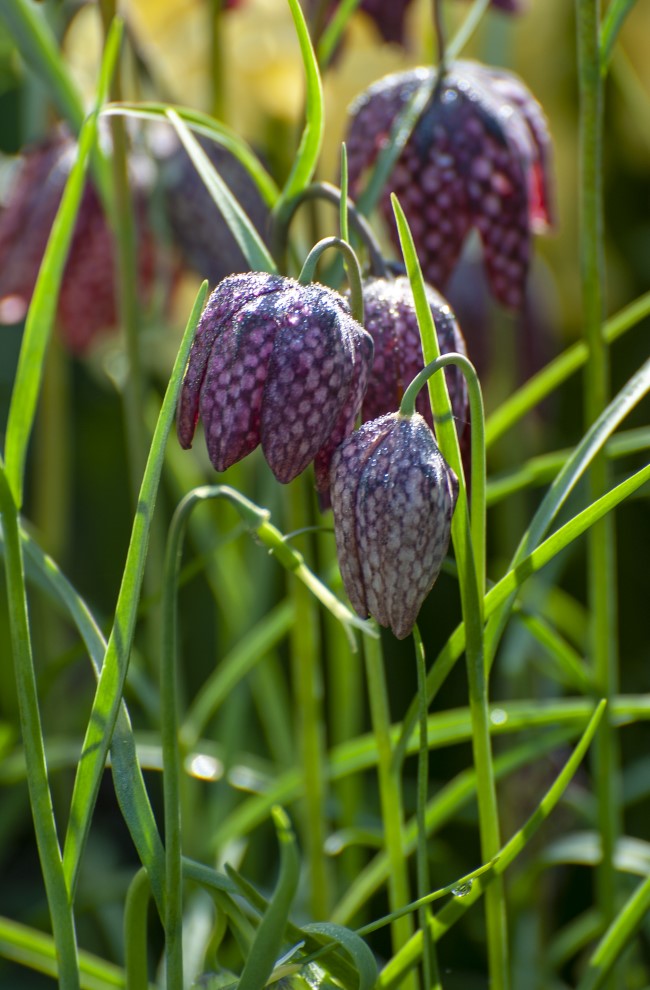 Checkered Lily Snake Lily Frittilaria