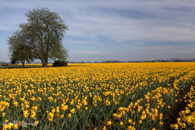 Ferme de jonquilles dans l'État de Washington