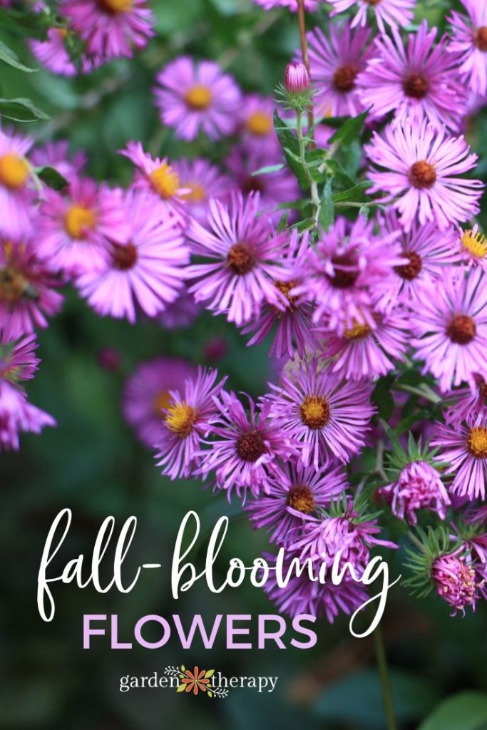 autumn fall blooming flowers