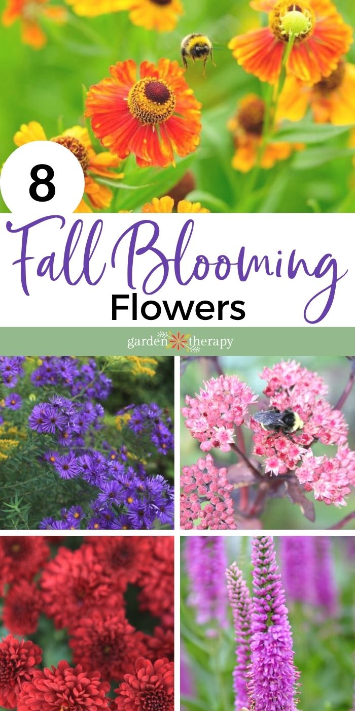 colorful fall-blooming flowers to plant