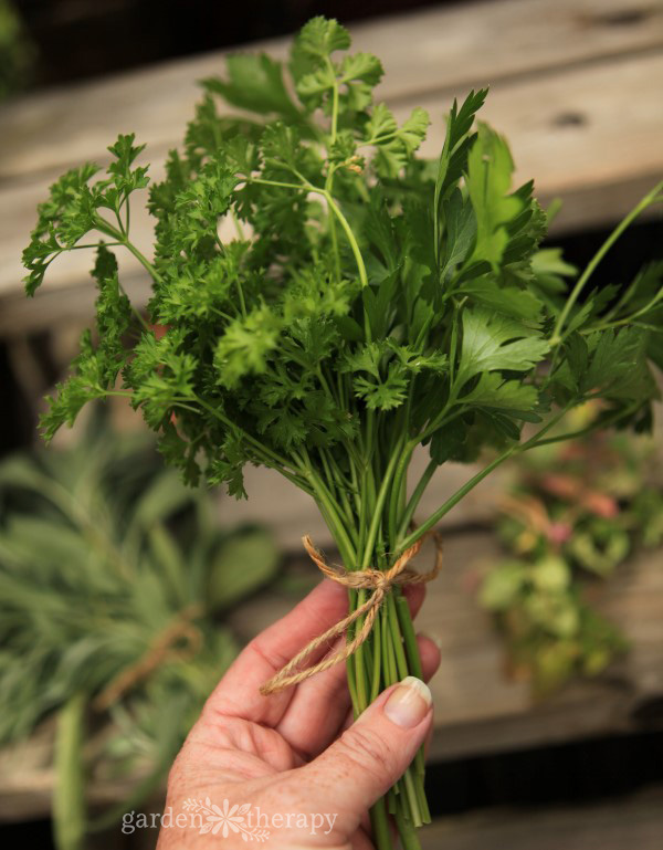 Flat Leaf and Curly Parsley