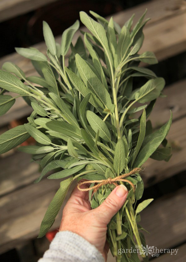 garden sage plant bundled with twine