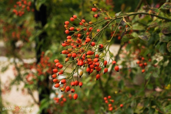 A branch heavy with bright orange rose hips