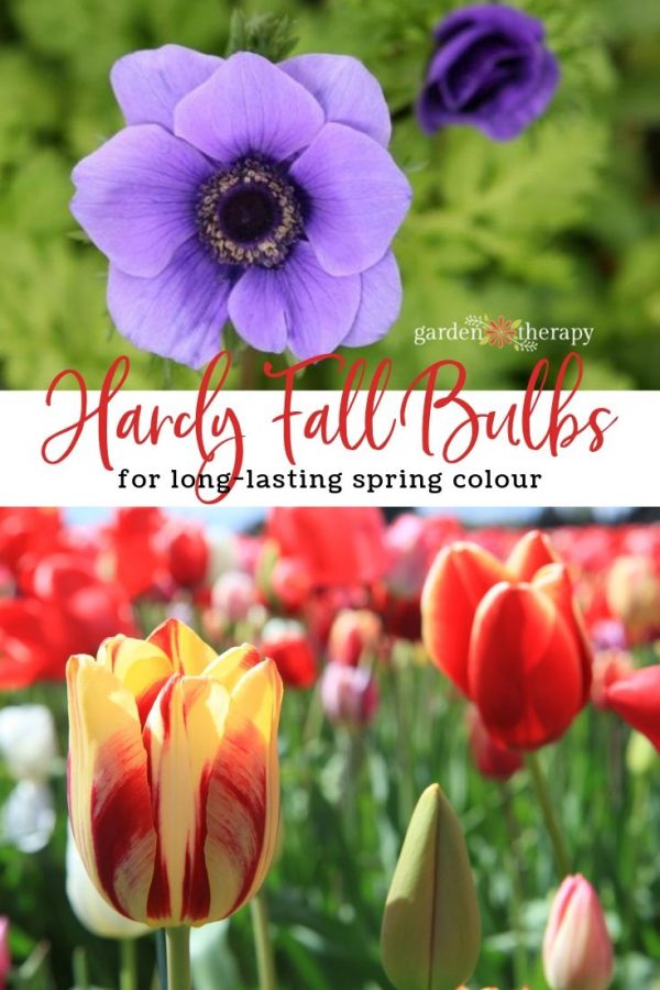 Hardy Fall Bulbs to Plant For Long Lasting Spring Colour