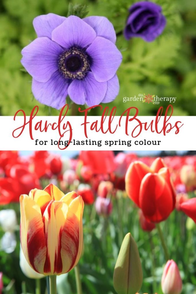 Hardy Fall Bulbs to Plant for Long-Lasting Spring Colour