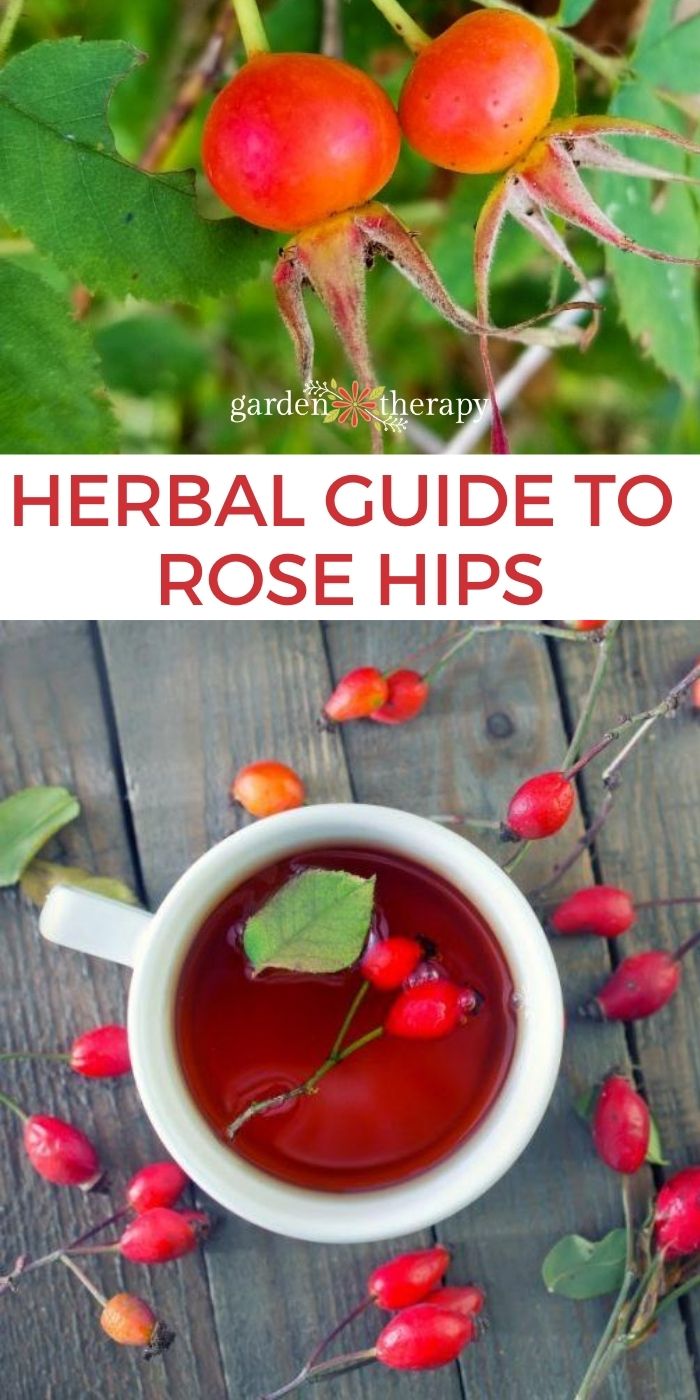 rose hip tea long dark