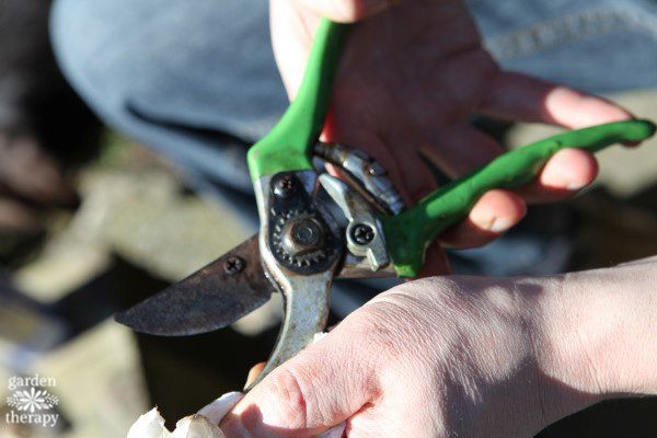 Disinfecting deals pruning shears