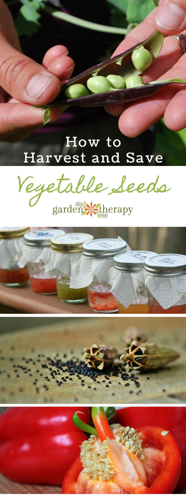 How to Save Seeds from Canadian Garden Vegetables - Featured Image