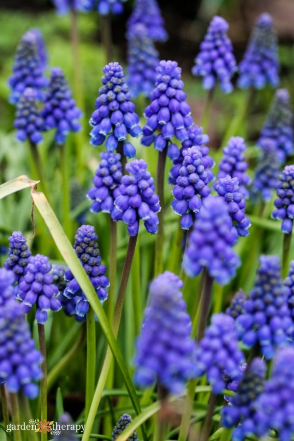 Beyond Tulips: 12 Extraordinary Spring Flowering Bulbs to Plant in Fall