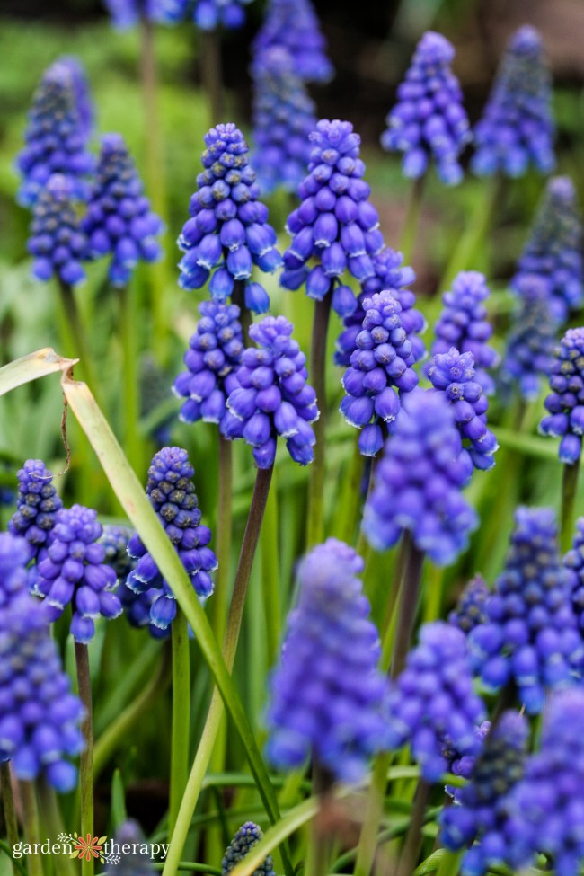 Muscari Grape Hyacinth