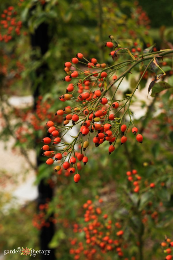 Branches of orange rose hips growing on a trellis