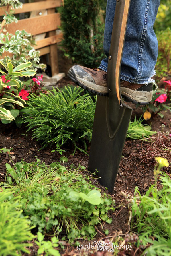 spade being pushed into the soil with a foot, next to a perennial