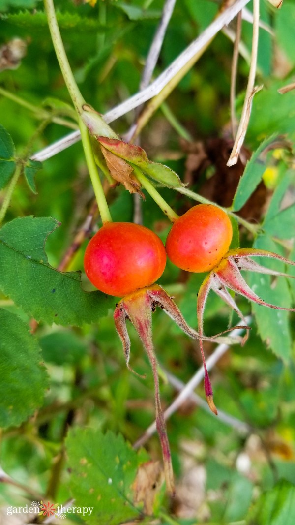 Rose hips blooming in a garden