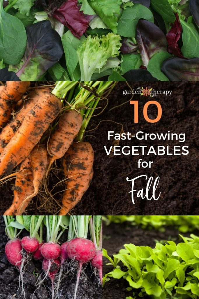 Plant These Speedy Fall Vegetables for a Last Hurrah!