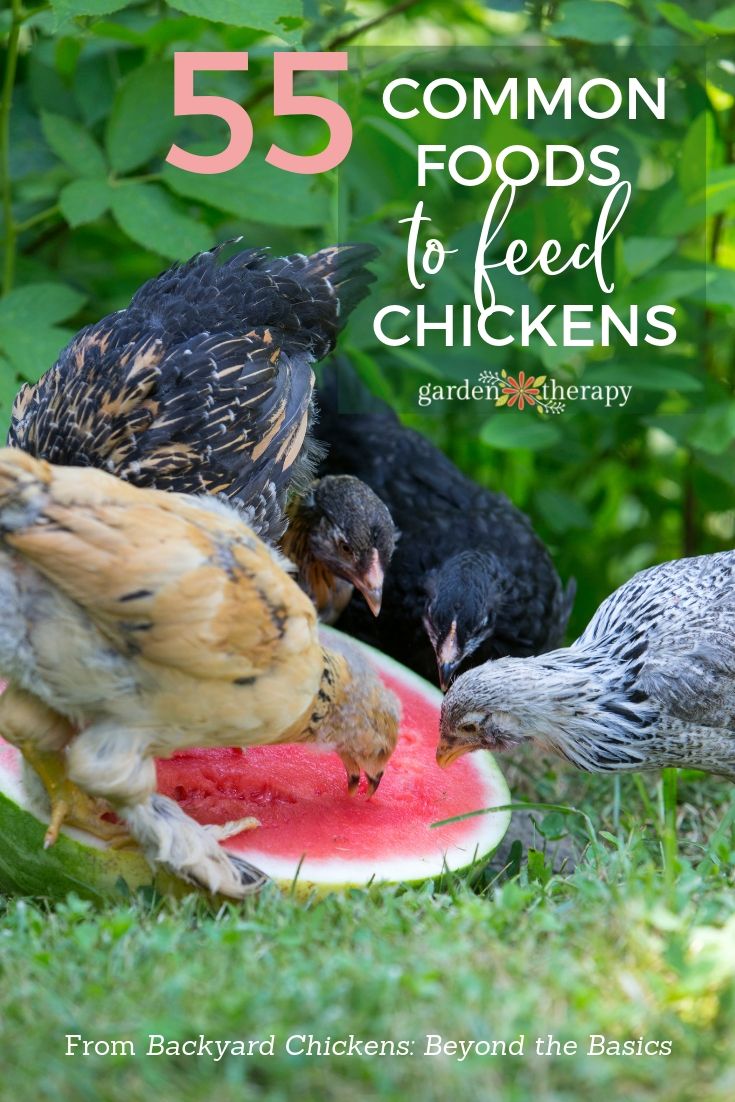 Feeding Hens with Kitchen Scraps - Garden Therapy