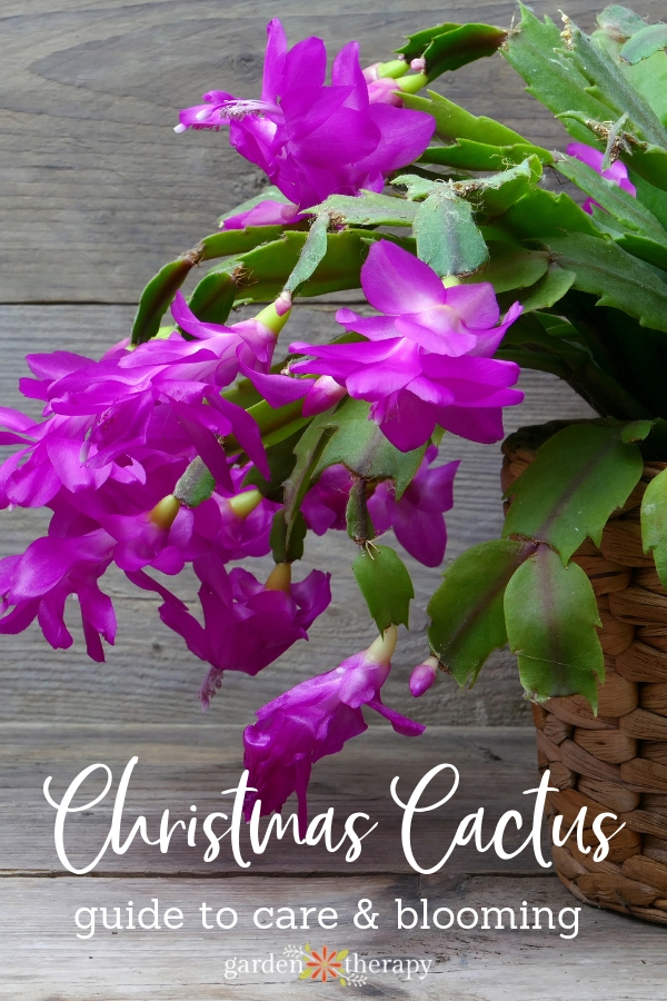 how to care for a christmas cactus in bloom