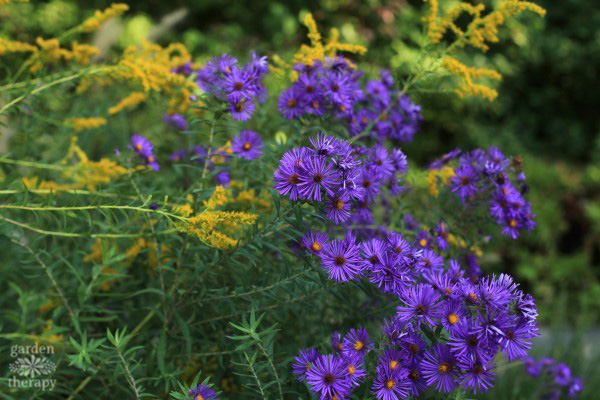 Purple fall asters blooming in a fall garden