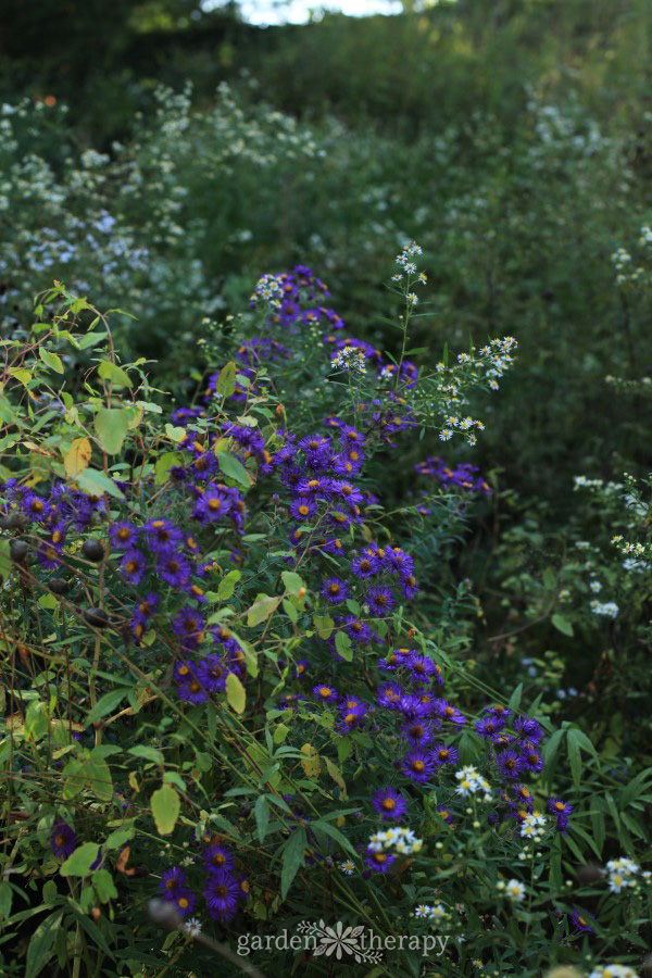 asters are drought tolerant perennials