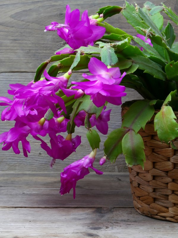 Christmas Cactus In Bloom 