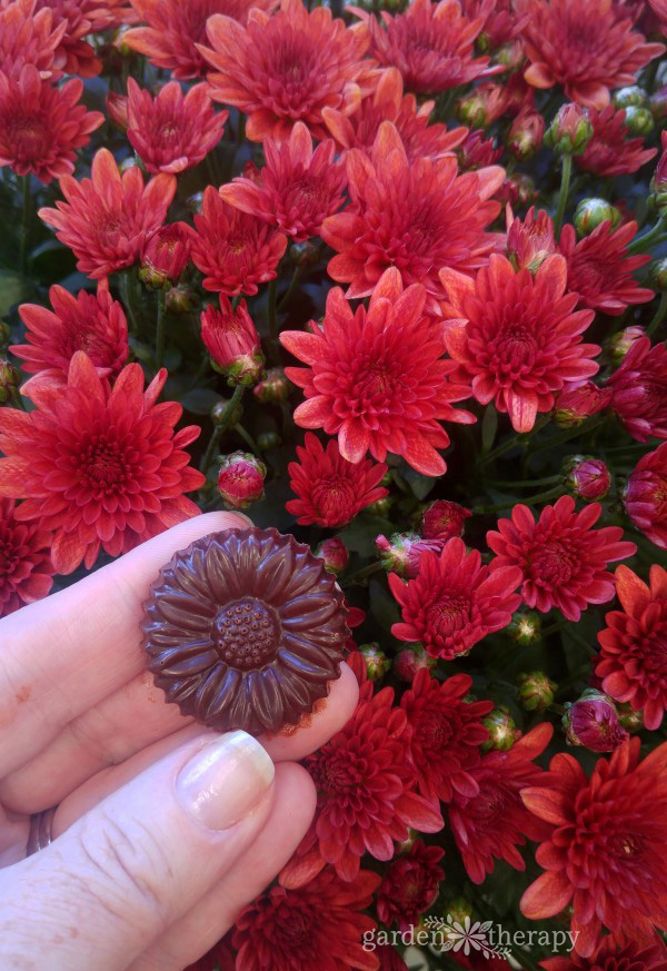 Chrysanthemum chocolate