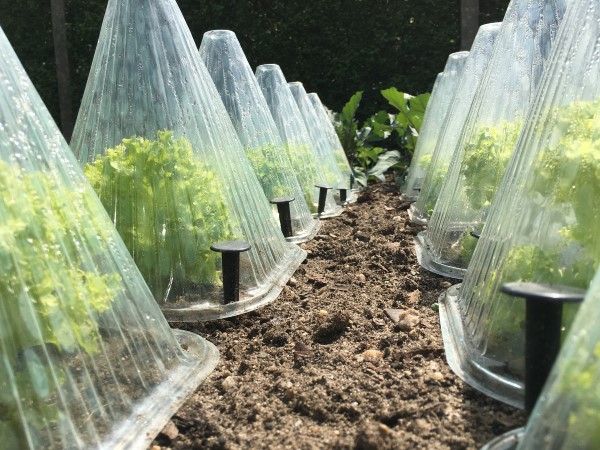 Cloche plant cover to protect plants from frost