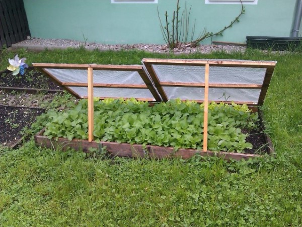 cold frame with removable cover to help protect plants from frost