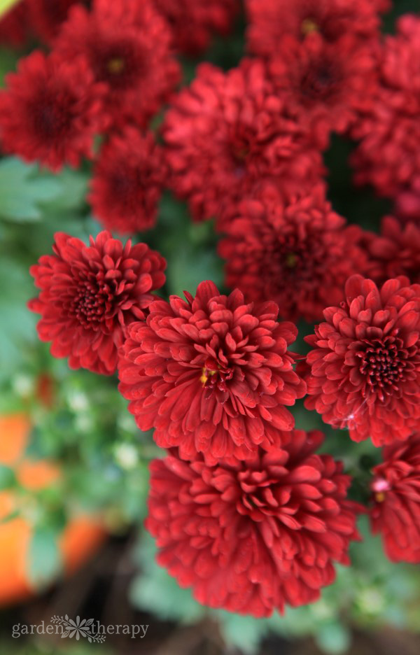 Deep red fall mums blooming