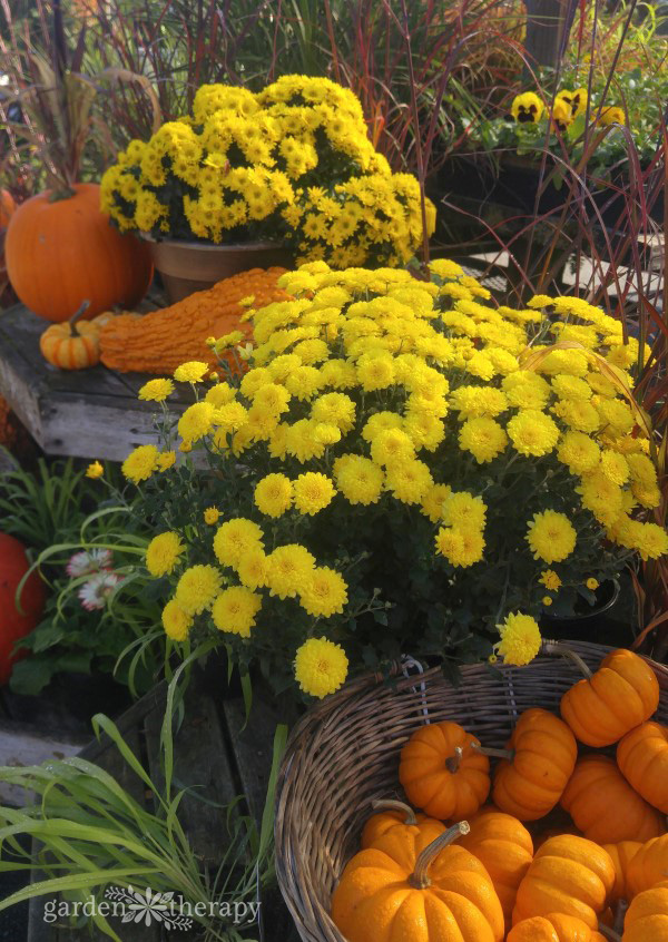 Des chrysanthèmes jaunes en pots entre des paniers de citrouilles dans un jardin