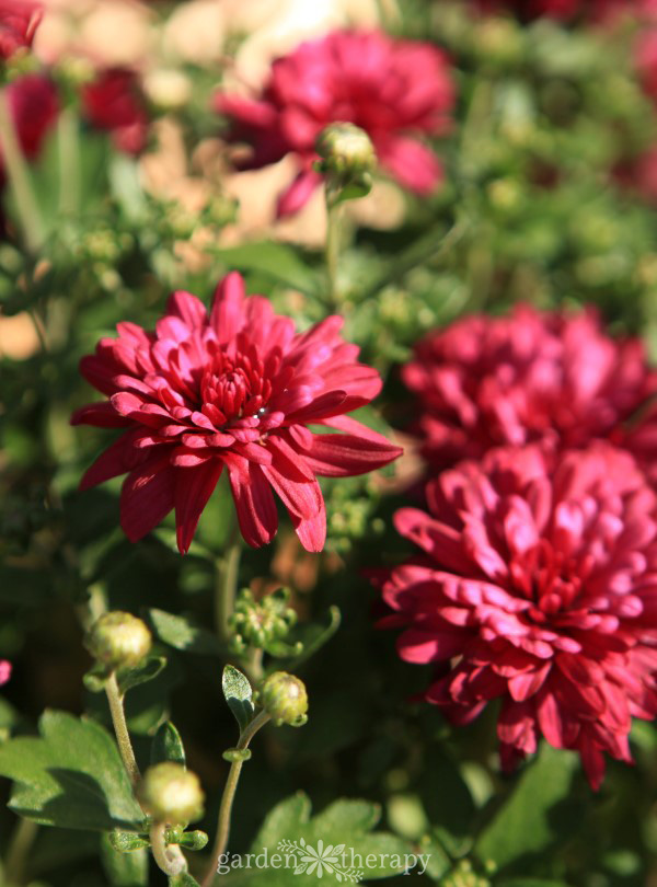 red mum flowers blooming in a garden