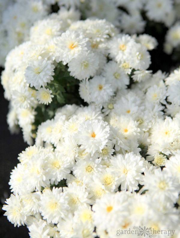 Close up shot of white mum flowers