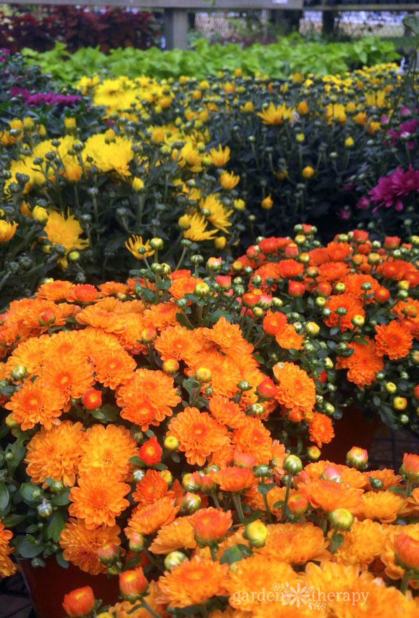 Colourful mums in orange, red, and yellow