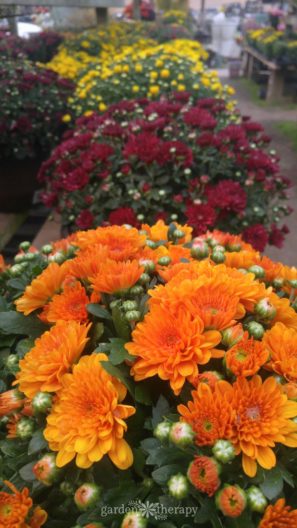 Fila di mum resistenti in un centro di giardinaggio in arancione, rosso e giallo