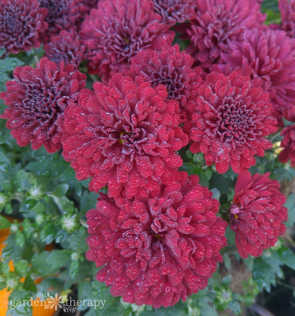 Close up of red mums with dew on them