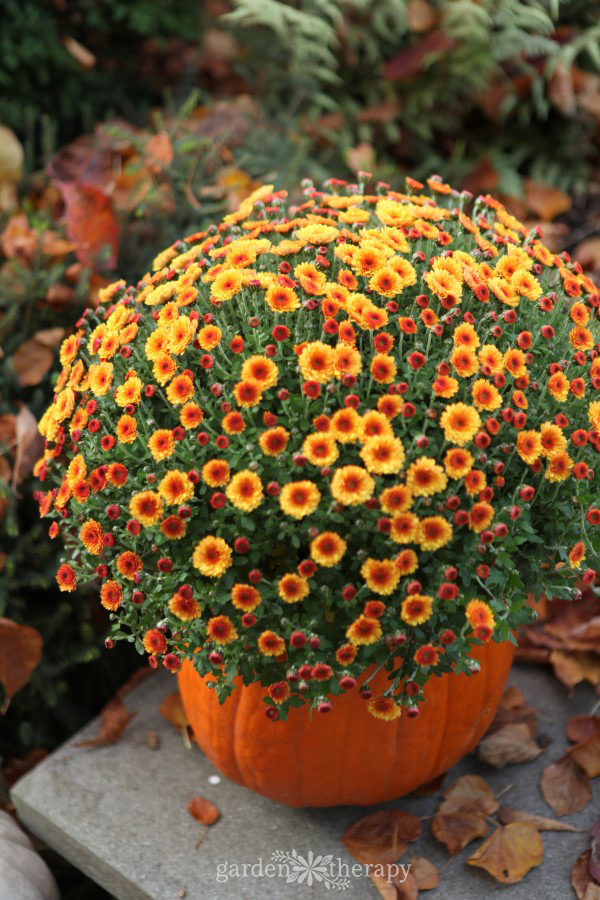 Yellow and orange mum flowers planted in a pumpkin