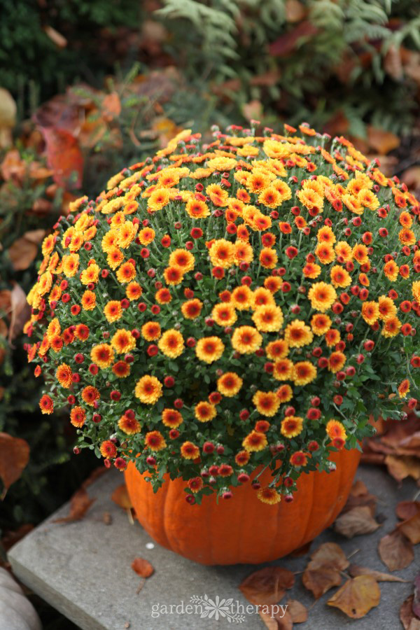 Des chrysanthèmes jaunes et orange plantés dans une citrouille