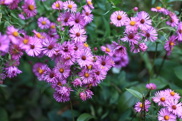 purple aster flower meaning