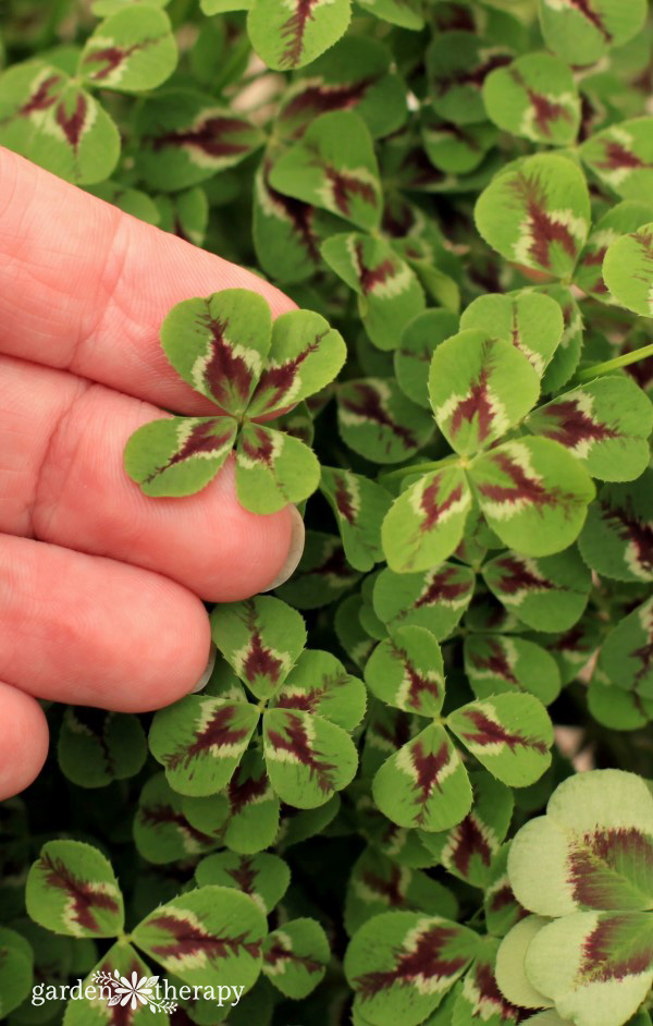 Growing Lucky Clover in your Garden, Plant History