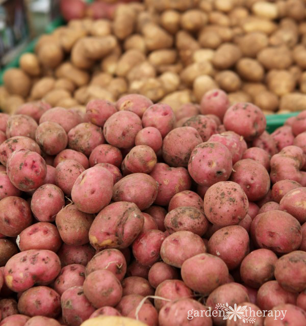 Close-up image of red potatoes with brown potatoes in the background