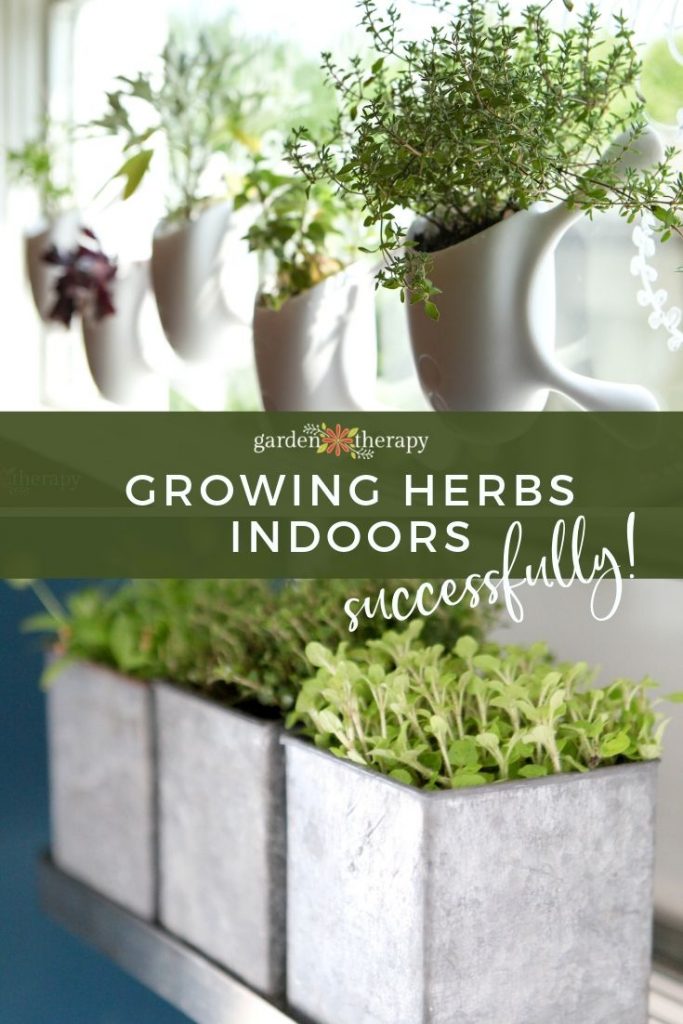 My Indoor Herb Growing Schedule Throughout The Year Garden Therapy