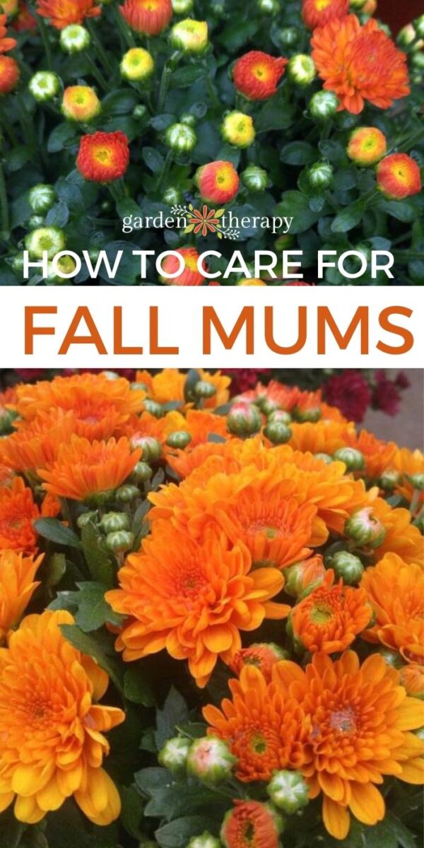 How to Care for Mums and Keep Them Blooming All Year Long