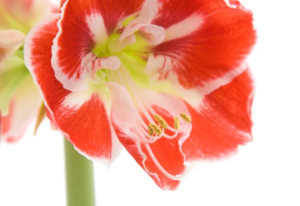 How to grow amaryllis bulbs indoors