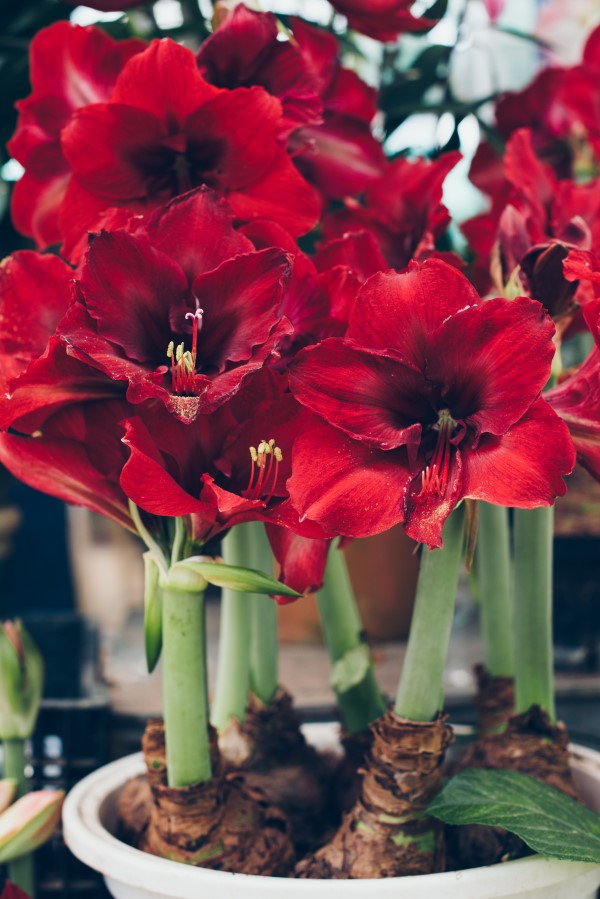 How to grow amaryllis bulbs indoors