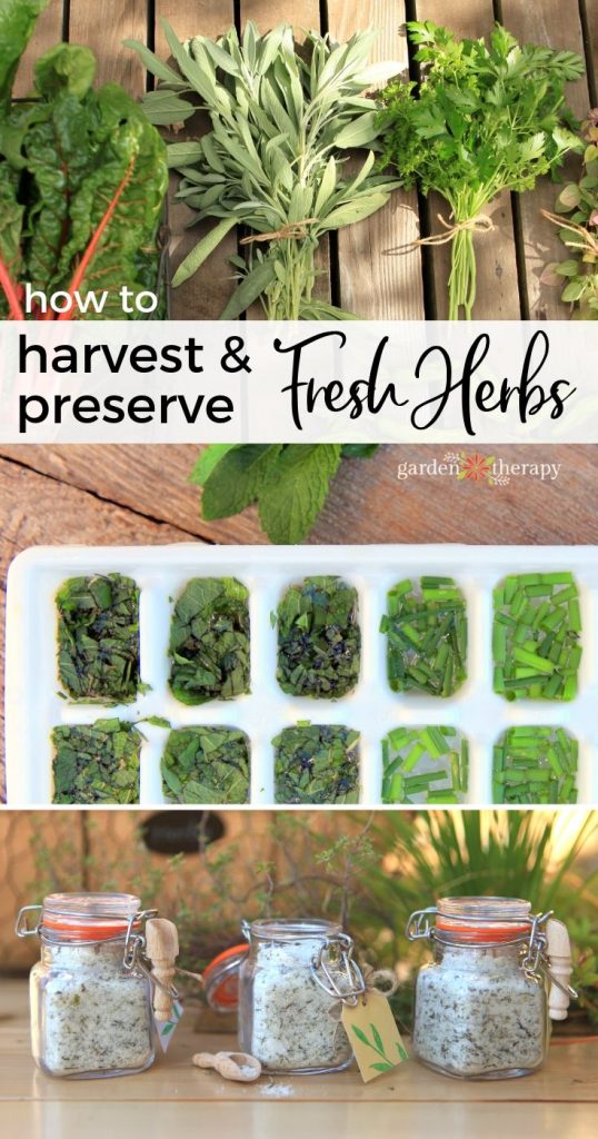 How to Store and Preserve Fresh Herbs - CNET