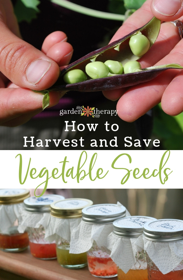 How to Save Seeds & Improve Your Vegetable Garden