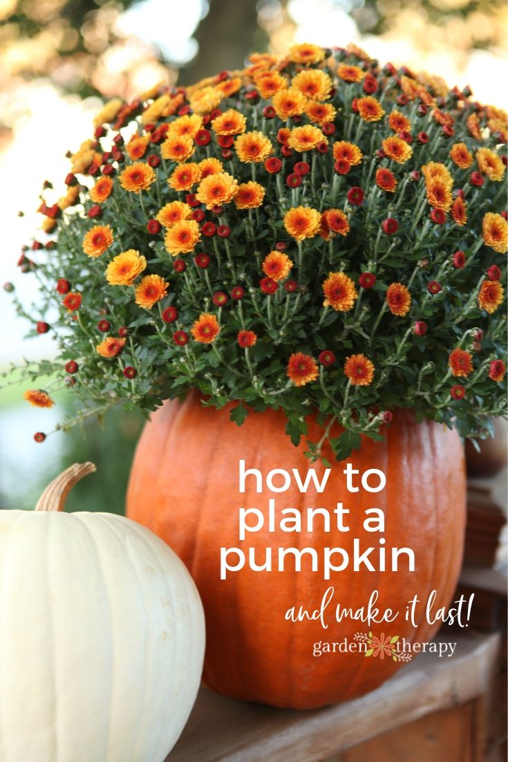 How to Make Planted Pumpkins Last!