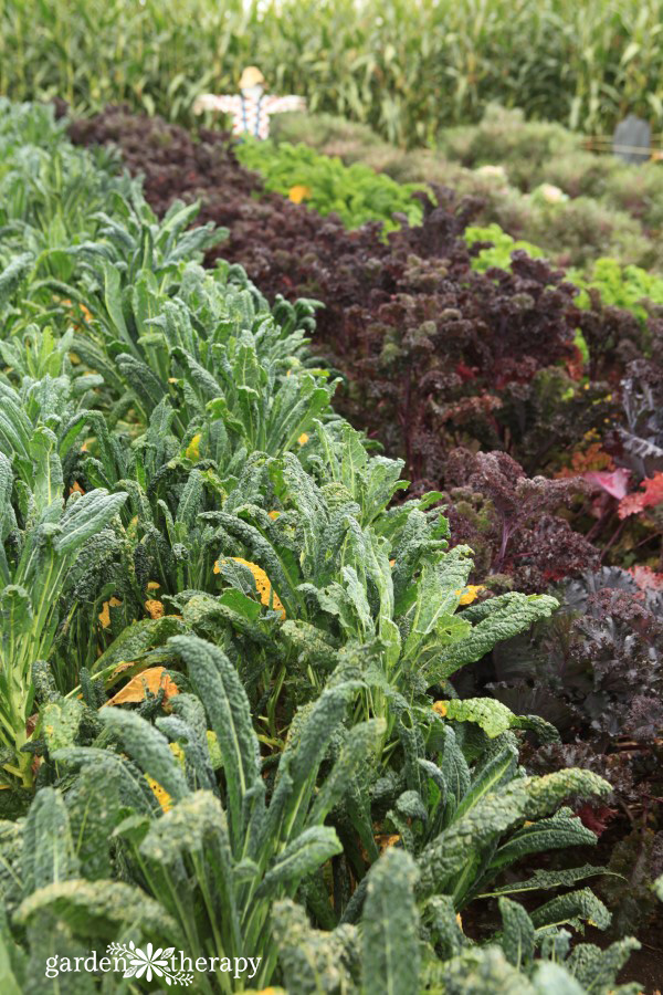 Some vegetables taste sweeter after the first frost of the season